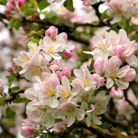 Appletree flowers