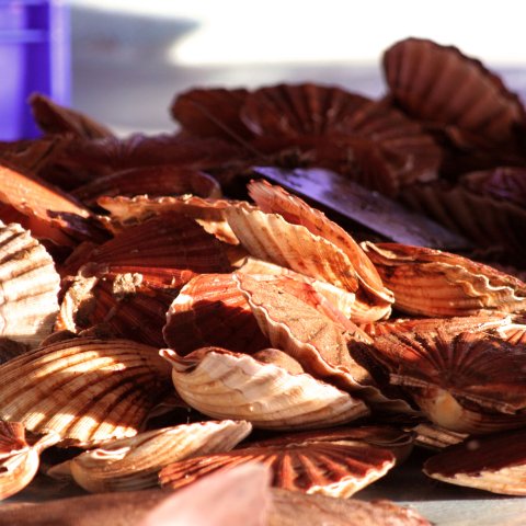 Scallops from Calvados