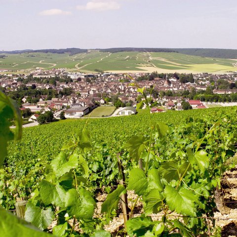 Chablis Vineyards
