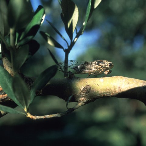 Cicada from Provence