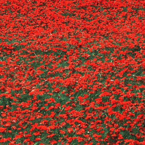 Poppies