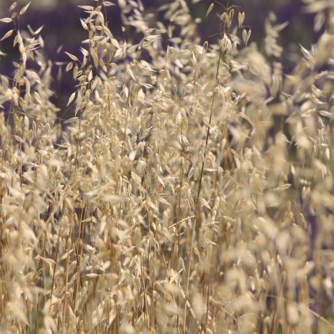 In the fields