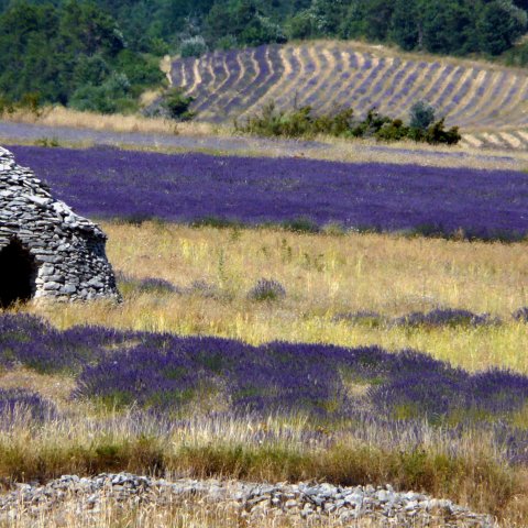 Lavender fields in Provence
