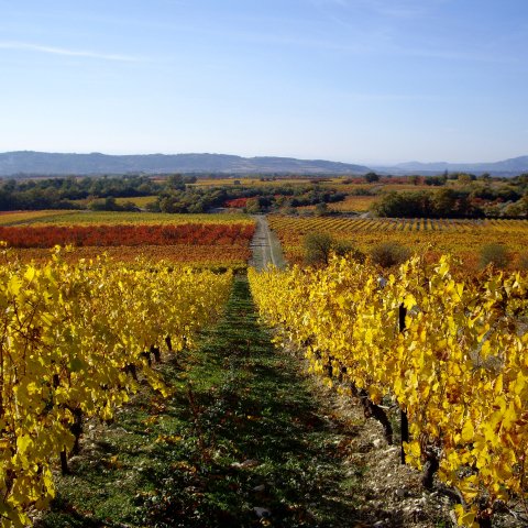 Vineyards in Fall