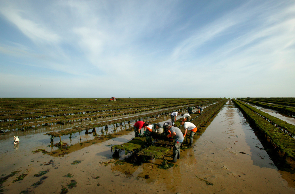 Cultivating apple trees in Normandy