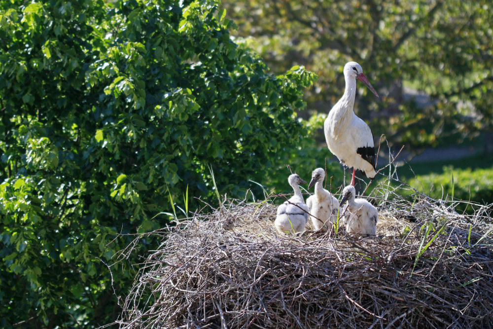 White storks of Alsace