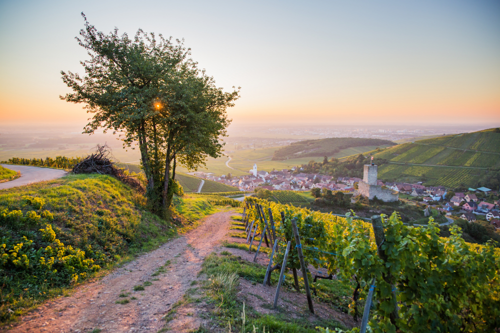 Alsace Wine Route