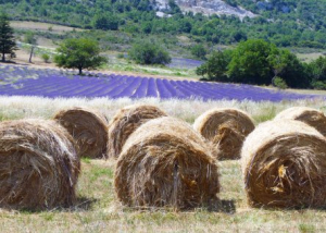 Lavender field and haystacks in Provence