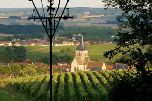 View of the vineyards in Ville-Dommange in the Champagne region