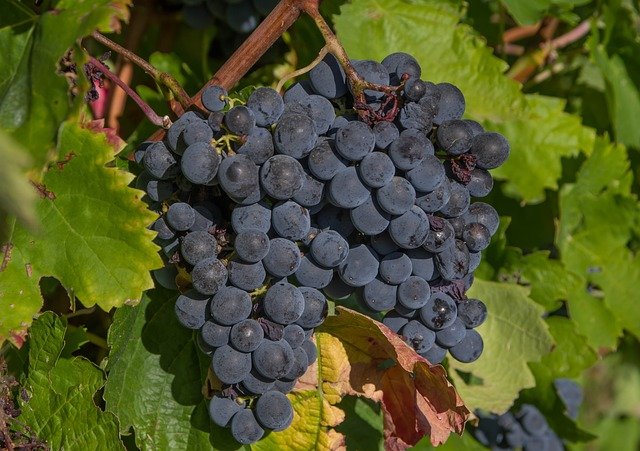 Grapes before the harvest