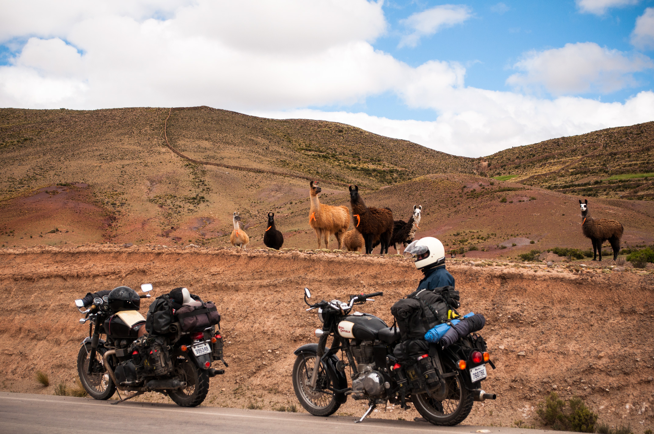 Bikes and llamas