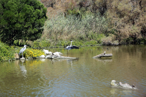 Birdwatching in the camargue