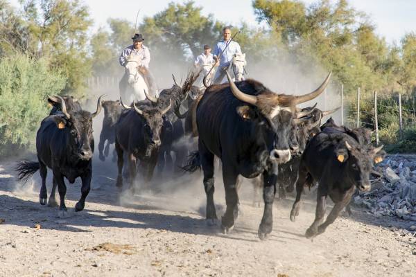 Gardians and bulls in Camargue