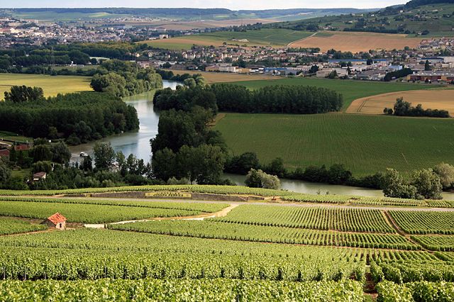 Champagne vineyards 