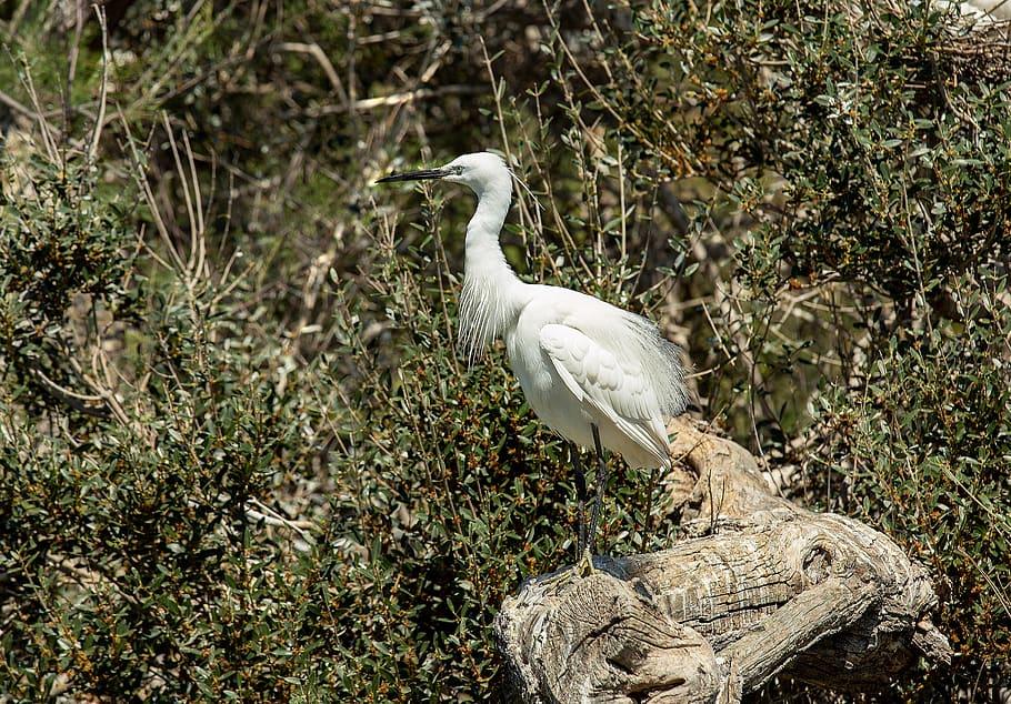 Bird in the Camargue France