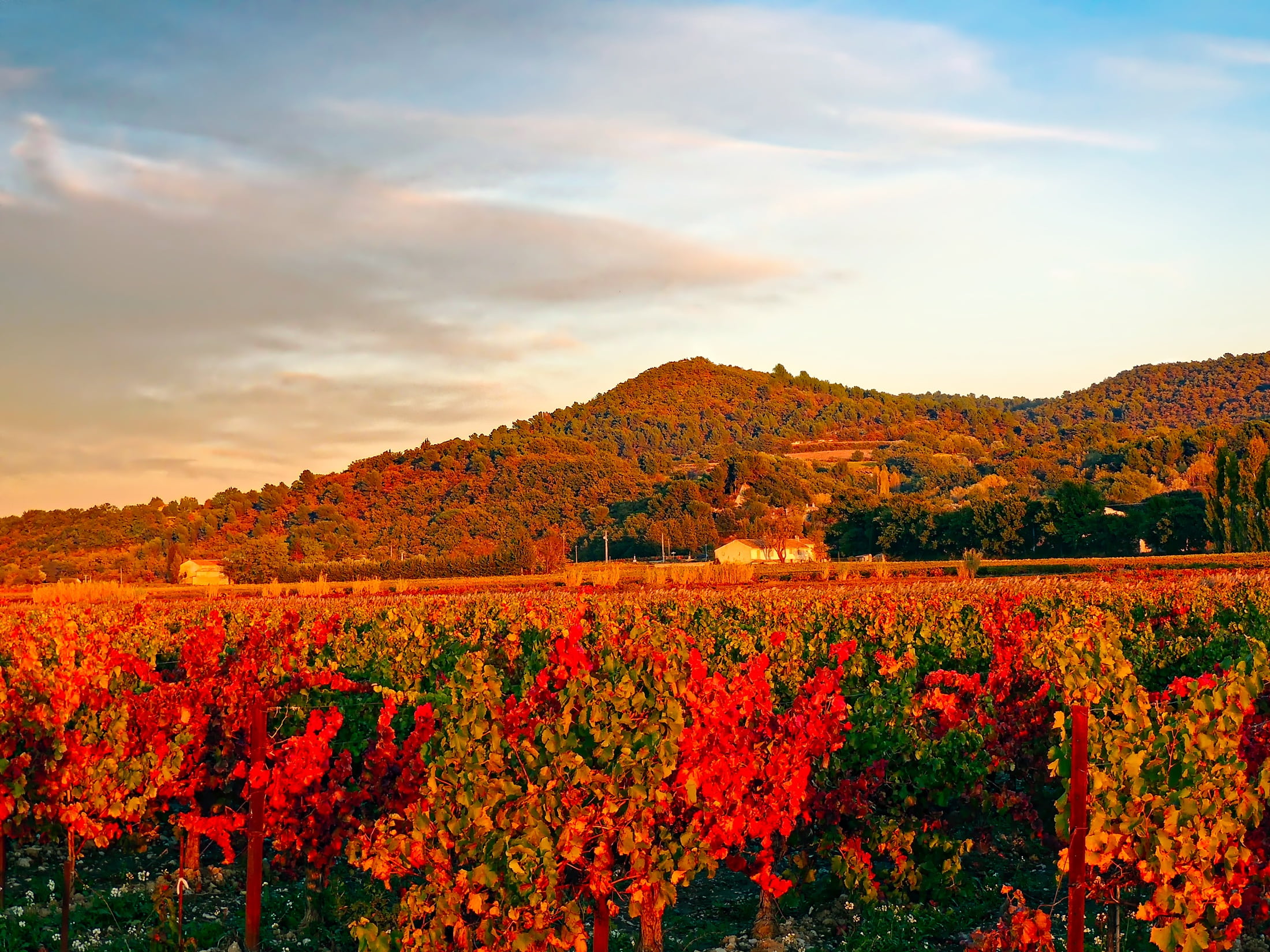 Fall colors in France vineyards