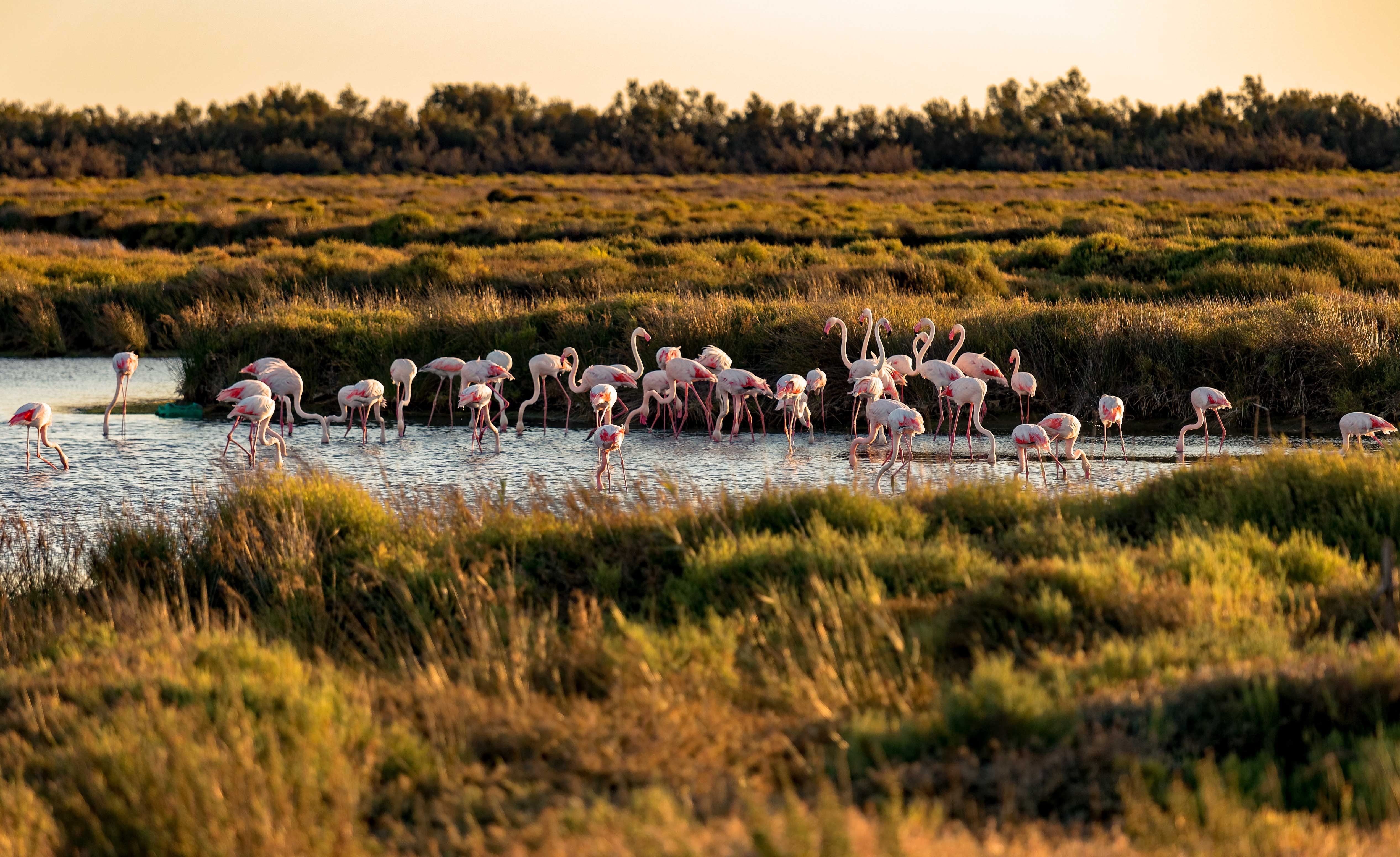 Flamingos in the Camargue, France