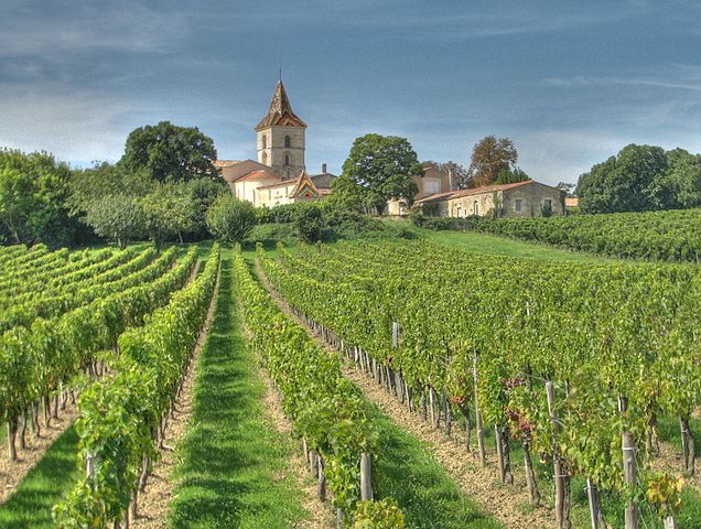 Vineyard in Bordeaux