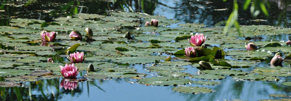 Waterlilies in the Japanese garden Giverny Normandy Tours
