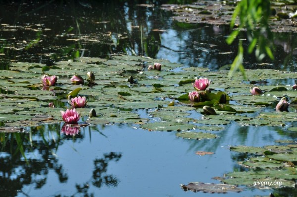 Water Lilies in Giverny