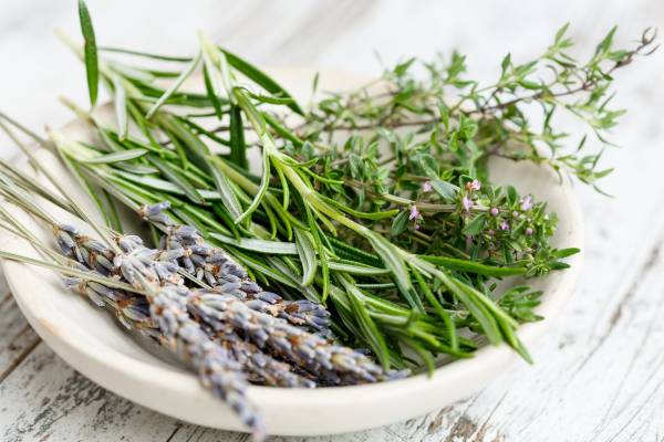 herbs of provence