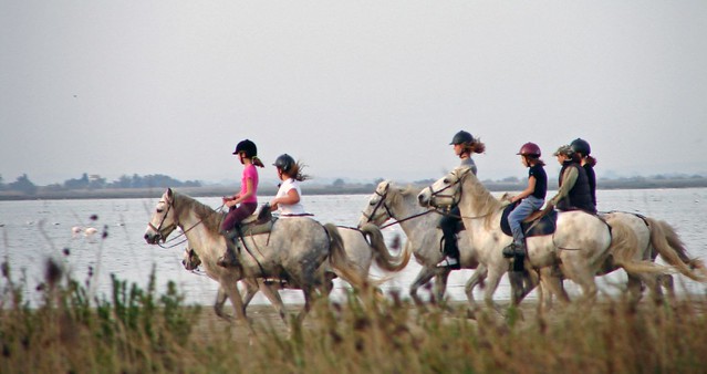 horse riding in the camargue
