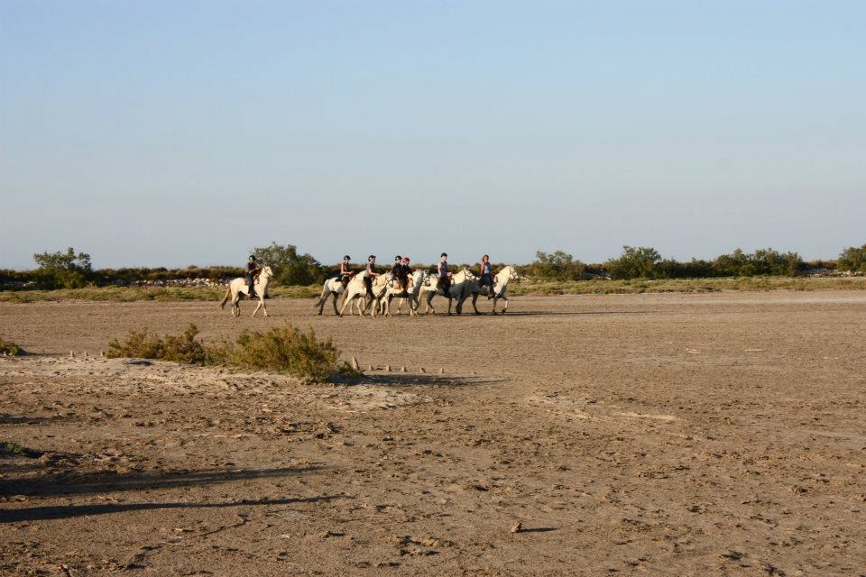 Camargue horses