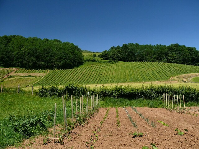 IROULÉGUY vineyard basque country cuisine