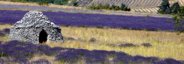 Lavender fields in Provance