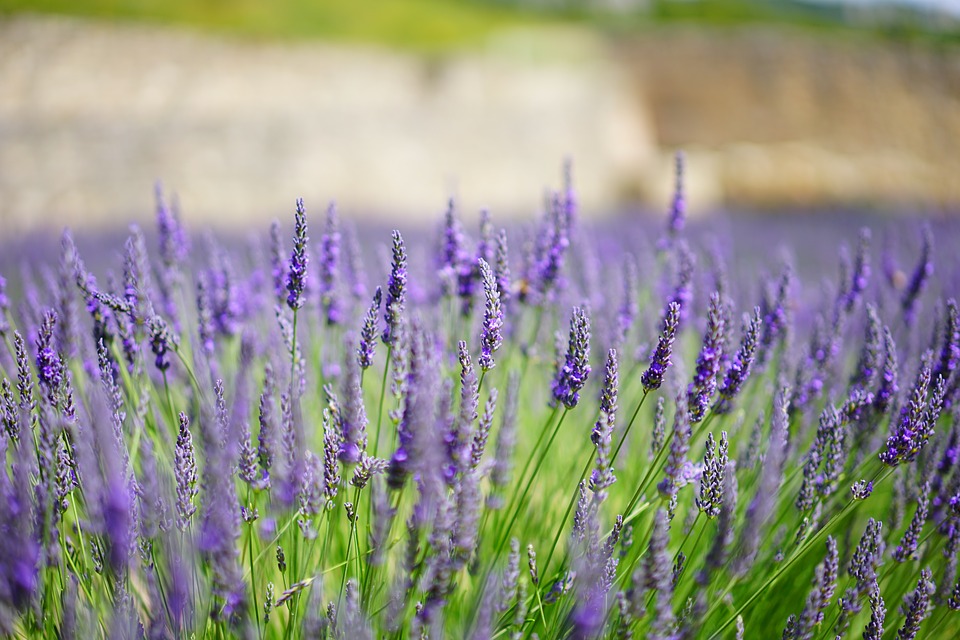 Lavender field in Provence - souvenir france