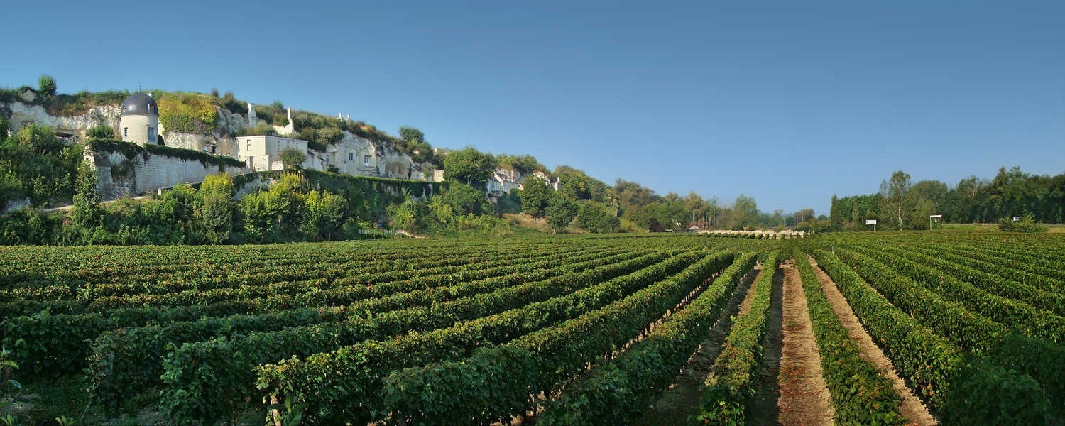 loire valley vineyard