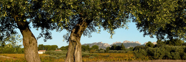 sceneries in provence itinerary