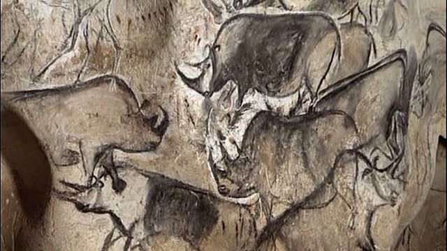 Cave paintings of rhinos in Chauvet Cave