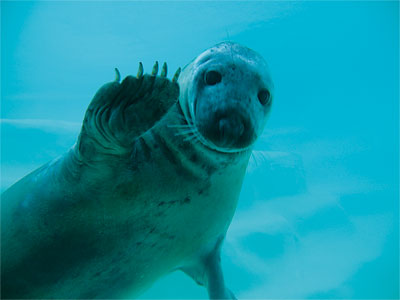 Seal at the Biarritz aquarium