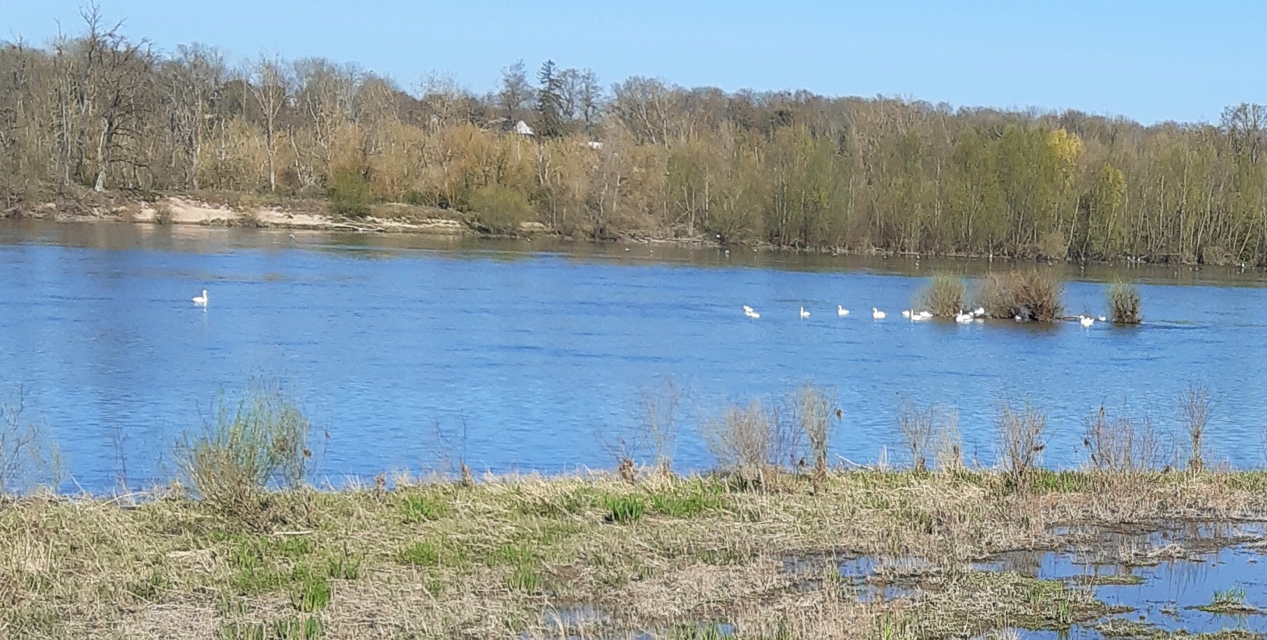 Swans on the Loire River