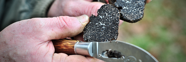 Truffle Hunt Provence itinerary