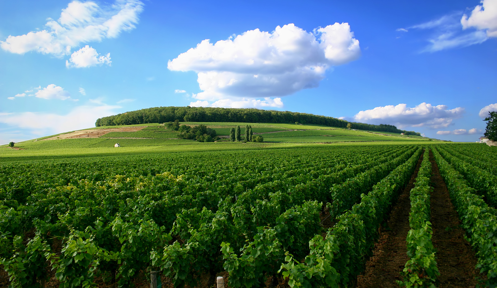 Cote de nuits climats Burgundy - Unesco sites in France