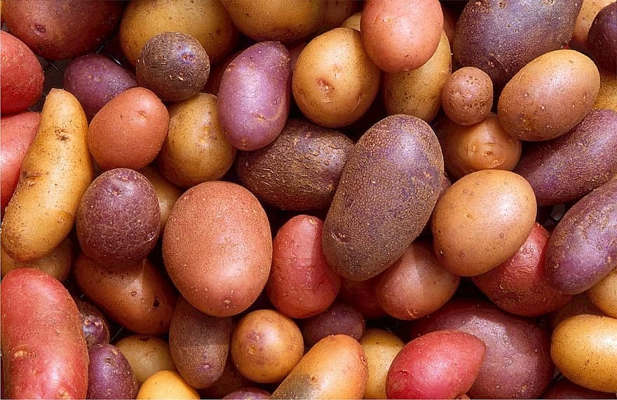 Different potato varieties