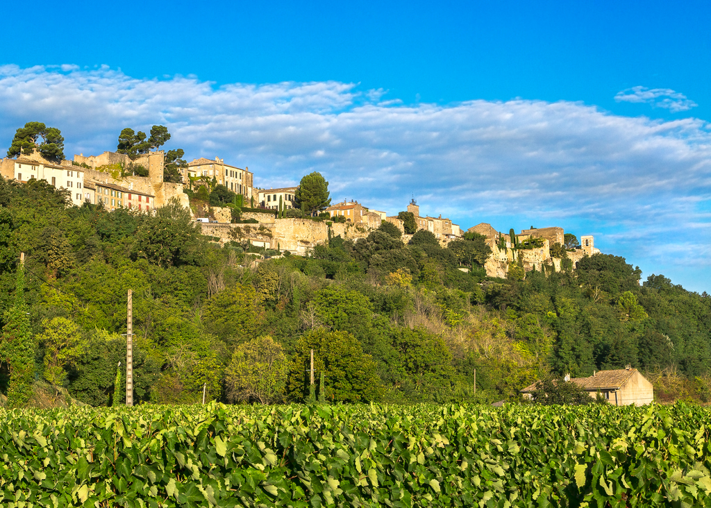 vineyard in provence