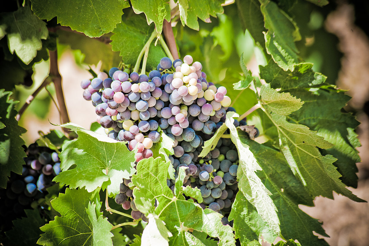 Minervois grapes near Carcassonne
